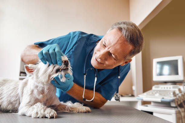 Best Emergency Denture Repair in Norton Shores, MI